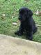 Labrador Retriever Puppies for sale in Frederick, MD, USA. price: NA