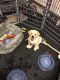 Labrador Retriever Puppies for sale in Mill Creek, WA 98012, USA. price: NA