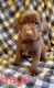 Labrador Retriever Puppies for sale in Rock Valley, IA 51247, USA. price: $900