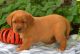Labrador Retriever Puppies for sale in Los Angeles, CA 90037, USA. price: NA