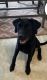 Labrador Retriever Puppies for sale in Grovetown, GA 30813, USA. price: $800