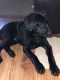 Labrador Retriever Puppies for sale in McKinney, TX 75070, USA. price: $75