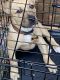 Labrador Retriever Puppies for sale in Augusta, GA, USA. price: $150