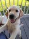 Labrador Retriever Puppies for sale in Scio, OH, USA. price: NA