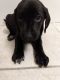 Labrador Retriever Puppies for sale in Woodbury, MN, USA. price: NA