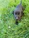 Labrador Retriever Puppies for sale in Nampa, ID, USA. price: $400