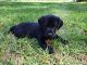 Labrador Retriever Puppies for sale in St Marys, GA 31558, USA. price: NA