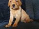 Labrador Retriever Puppies for sale in Federal Way, WA 98001, USA. price: $605