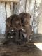 Labrador Retriever Puppies for sale in New Philadelphia, OH 44663, USA. price: NA