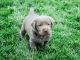 Labrador Retriever Puppies for sale in Victorville, CA 92395, USA. price: $2,000