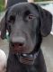 Labrador Retriever Puppies for sale in New Berlin, WI, USA. price: NA
