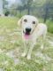 Labrador Retriever Puppies for sale in Ocala, FL, USA. price: $200
