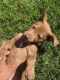 Labrador Retriever Puppies for sale in Pasadena, CA, USA. price: NA