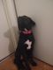 Labrador Retriever Puppies for sale in Decatur, AL 35603, USA. price: $250