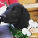 Labrador Retriever Puppies for sale in Greenwood St, New Britain, CT 06051, USA. price: NA