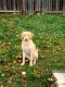 Labrador Retriever Puppies for sale in Levittown, PA 19057, USA. price: NA