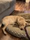 Labrador Retriever Puppies for sale in High Point, NC, USA. price: $560