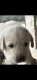 Labrador Retriever Puppies for sale in Victoria, TX, USA. price: NA