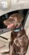 Labrador Retriever Puppies for sale in Quincy, WA 98848, USA. price: NA
