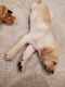 Labrador Retriever Puppies for sale in Cranberry Twp, PA, USA. price: NA