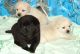 Labrador Retriever Puppies for sale in Eugene, OR 97405, USA. price: $690