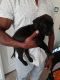 Labrador Retriever Puppies for sale in Moreno Valley, CA 92557, USA. price: NA