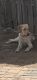 Labrador Retriever Puppies for sale in Syracuse, KS 67878, USA. price: NA