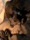 Labrador Retriever Puppies for sale in Spanish Fork, UT 84660, USA. price: NA