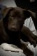 Labrador Retriever Puppies for sale in Des Moines, IA, USA. price: $350