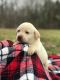Labrador Retriever Puppies for sale in Dickson, TN, USA. price: $1,250