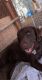Labrador Retriever Puppies for sale in Quincy, WA 98848, USA. price: NA