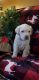 Labrador Retriever Puppies for sale in Factoryville, PA 18419, USA. price: NA