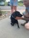 Labrador Retriever Puppies for sale in Florissant, MO, USA. price: NA