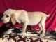 Labrador Retriever Puppies for sale in Cypress, TX, USA. price: NA