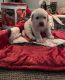Labrador Retriever Puppies for sale in King George, VA 22485, USA. price: $1,200