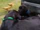 Labrador Retriever Puppies for sale in Twin Valley, MN 56584, USA. price: $200