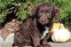 Labrador Retriever Puppies for sale in Pasadena, CA, USA. price: NA