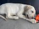 Labrador Retriever Puppies for sale in Cassville, MO 65625, USA. price: NA
