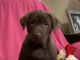 Labrador Retriever Puppies for sale in Salisbury, NC, USA. price: $500