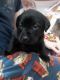 Labrador Retriever Puppies for sale in 219 1st St, Cyrus, MN 56323, USA. price: $500