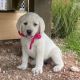 Labrador Retriever Puppies for sale in Alabama Ave, Dallas, TX 75216, USA. price: NA