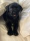 Labrador Retriever Puppies for sale in Portland, OR 97218, USA. price: $450
