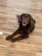 Labrador Retriever Puppies for sale in Sunbury, PA 17801, USA. price: $600