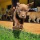 Labrador Retriever Puppies for sale in Albuquerque, NM, USA. price: $400