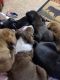 Labrador Retriever Puppies for sale in Oklahoma City, OK, USA. price: $50