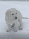 Labrador Retriever Puppies for sale in Ludlow, MA, USA. price: $600