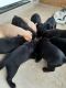 Labrador Retriever Puppies for sale in New Braunfels, TX, USA. price: $200