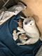 Labrador Retriever Puppies for sale in Apple Valley, CA 92308, USA. price: $900