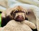 Labrador Retriever Puppies for sale in Wildomar, CA, USA. price: NA