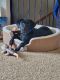 Labrador Retriever Puppies for sale in Sioux Falls, SD, USA. price: NA